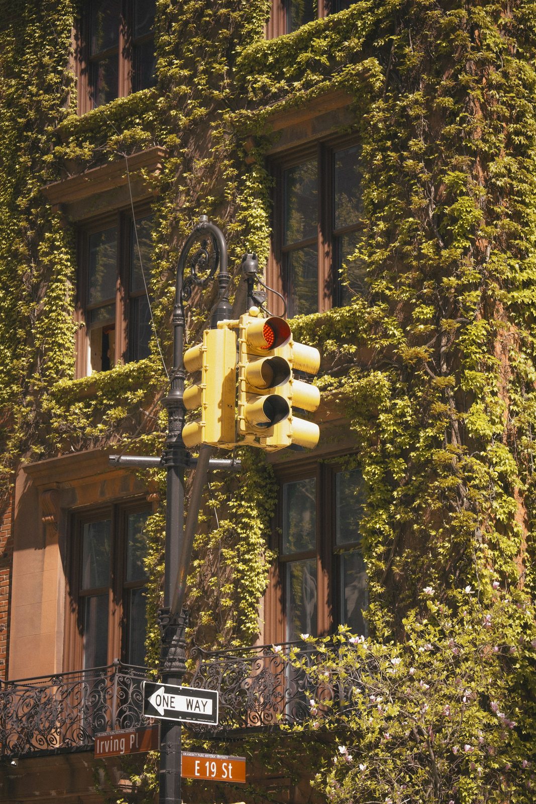 Ivy-covered brick building with fresh green leaves on a street corner