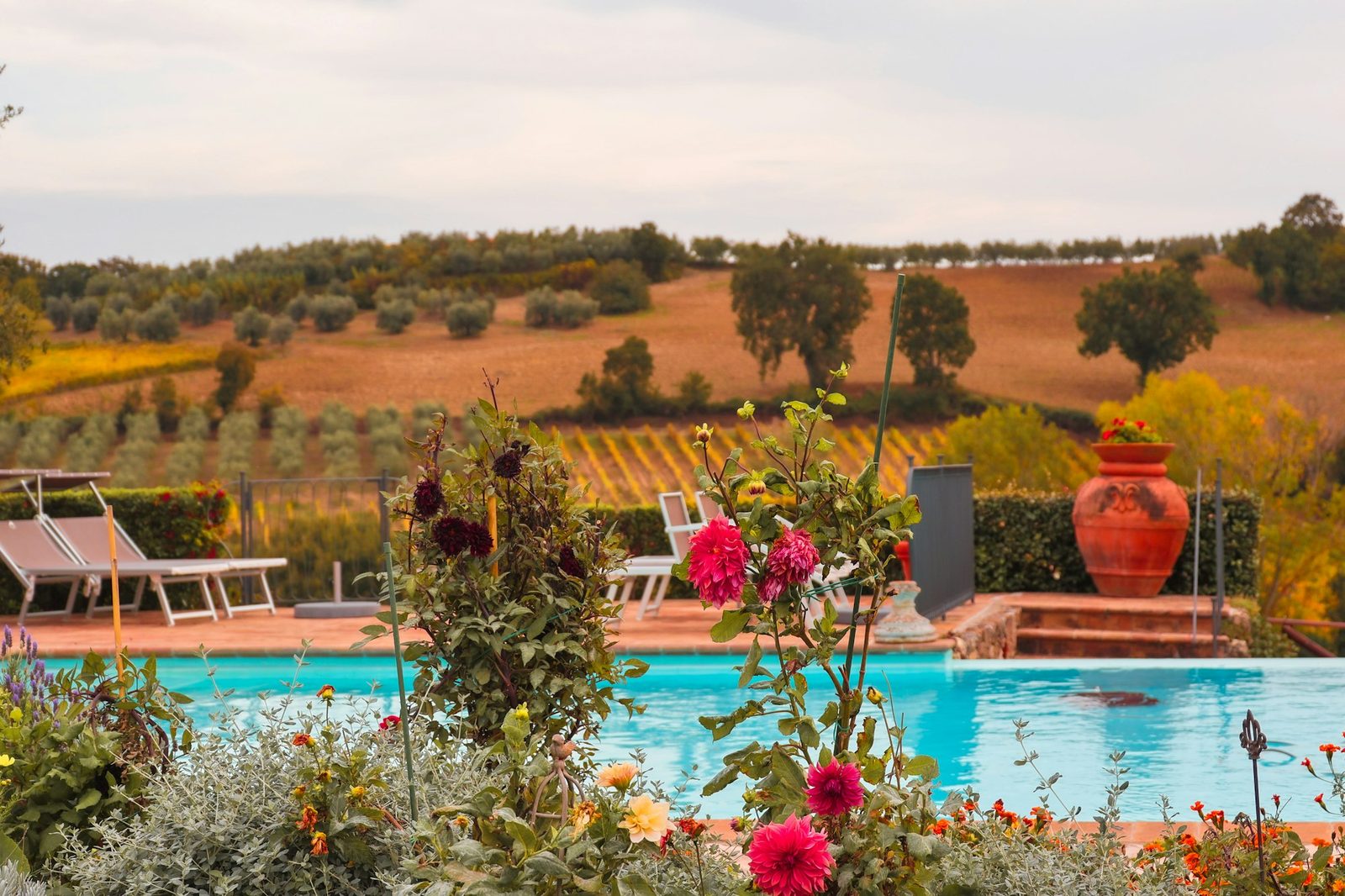A turquoise pool edged in terracotta, with loungers and red dahlias, and olive groves beyond