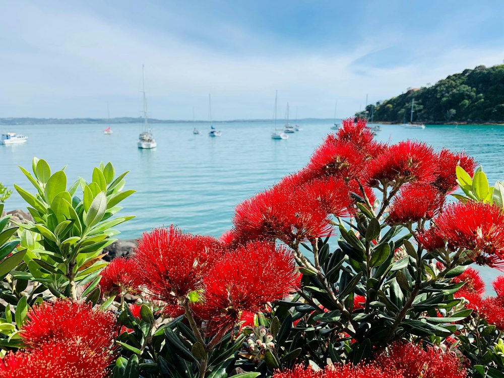 Red pōhutukawa flowers in front of a calm bay with moored boats